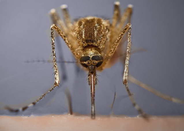 комар во время укуса